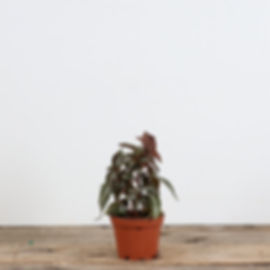 2" Pilea - Silver Tree