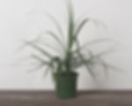 4" Dracaena Dragon Tree - Natural