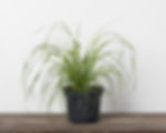6" Pampas Grass
