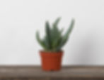 Thumbnail: 4" Succulents - Assorted