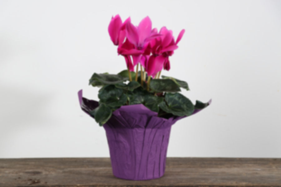 6" Cyclamen