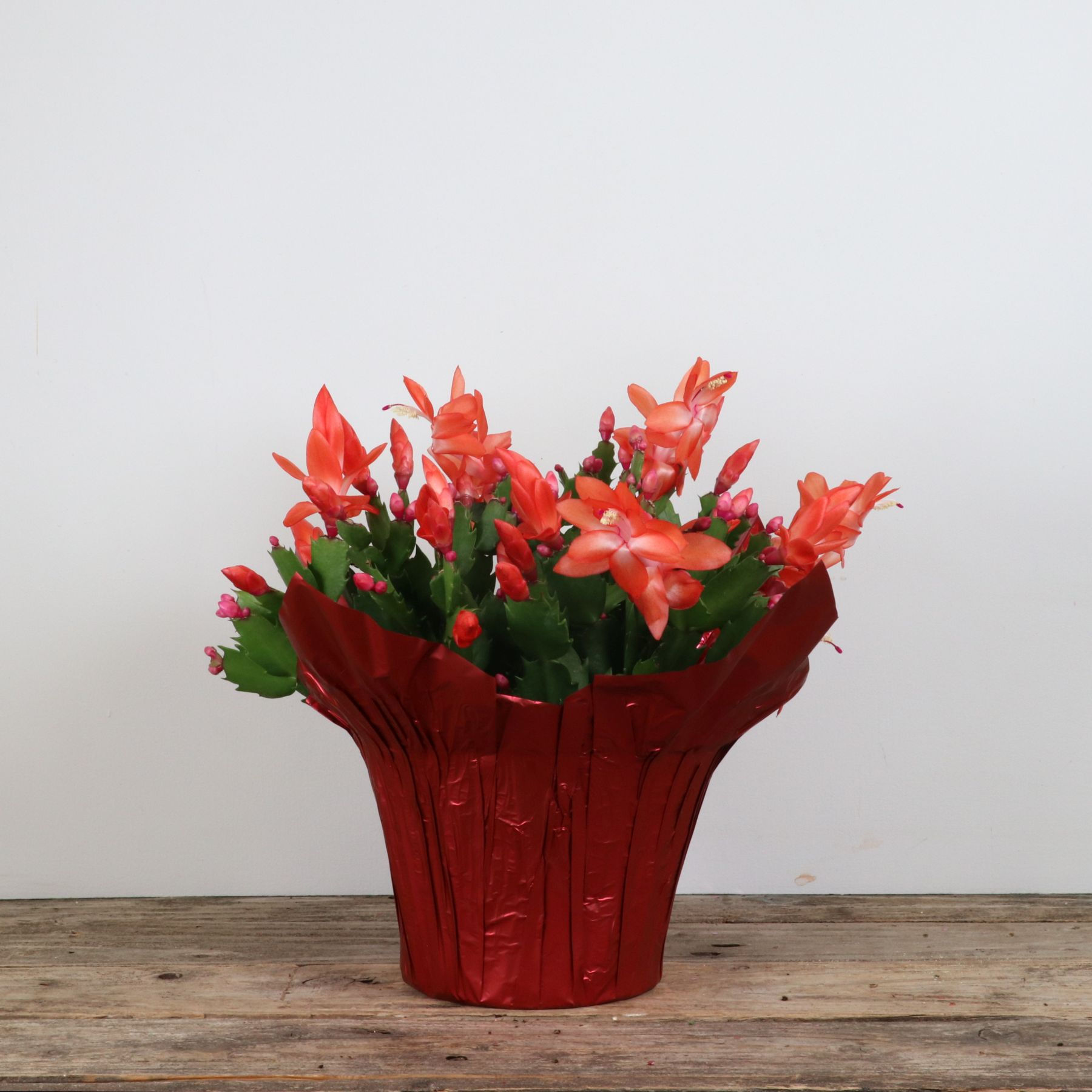 6" Zygo - Schlumbergera Truncata