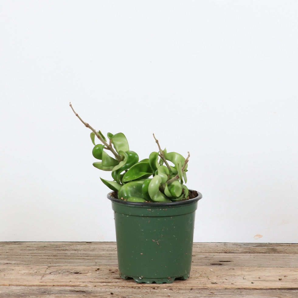 4" Hoya - Krinkle Kurl