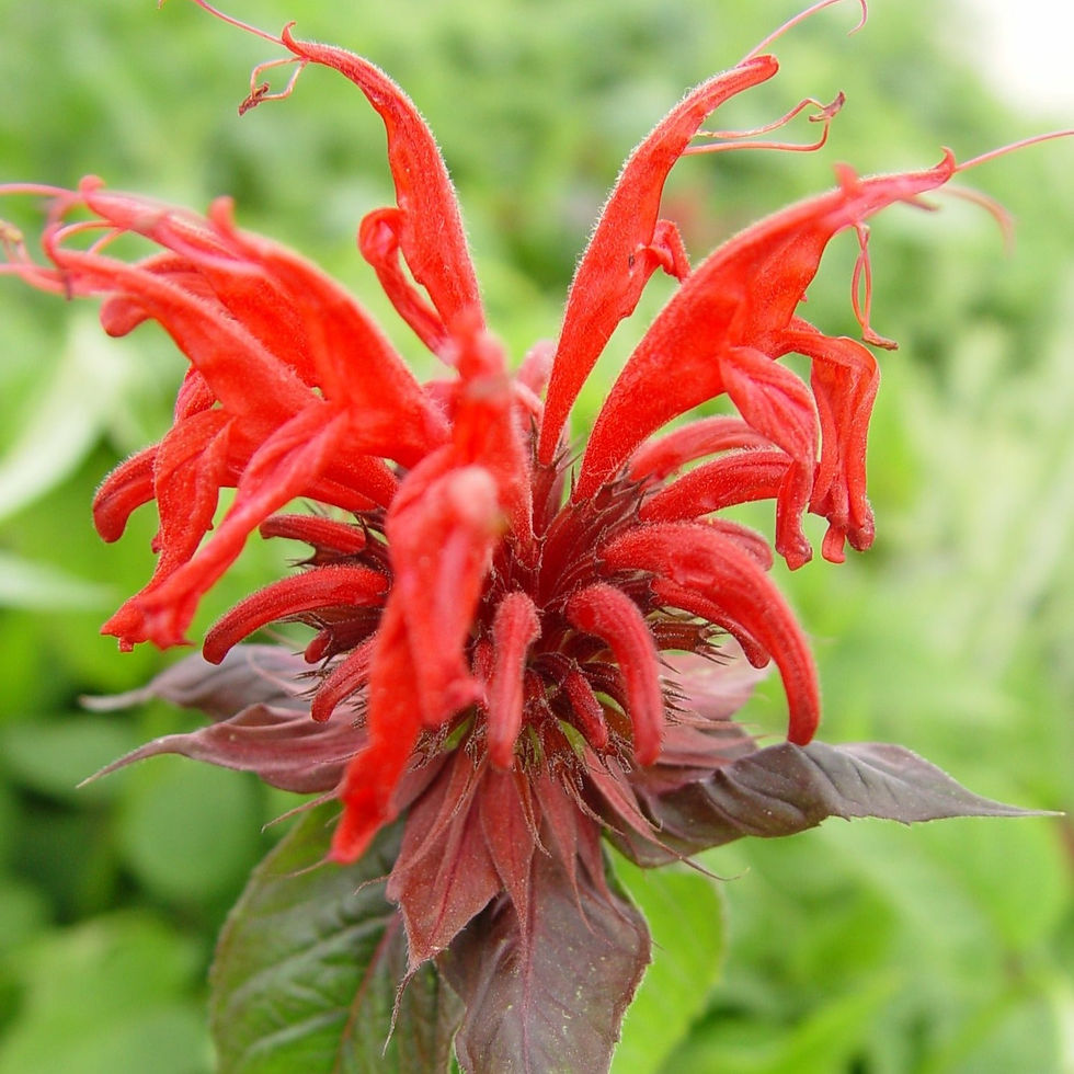 Monarda