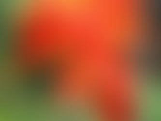 Bulbs Part II: Lifting Tender Bulbs