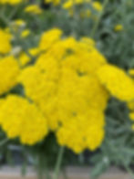 Achillea 'Moonshine'