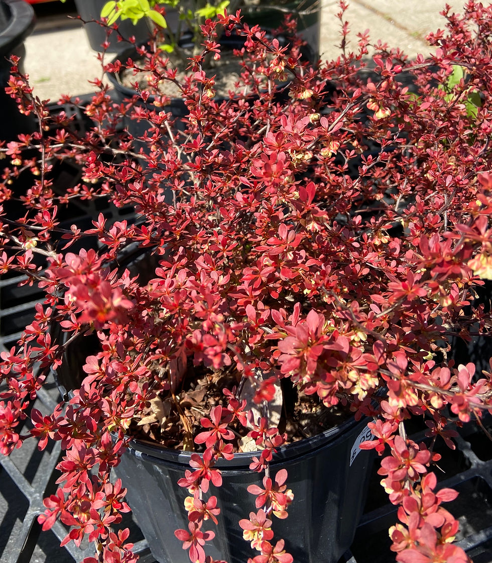 'Admiration' Barberry