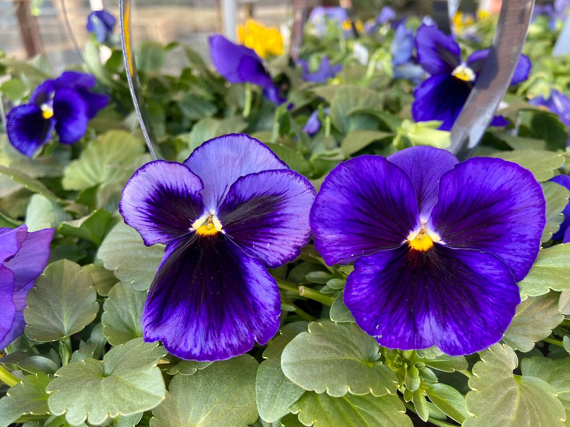 Deep Purple Blotch Pansies