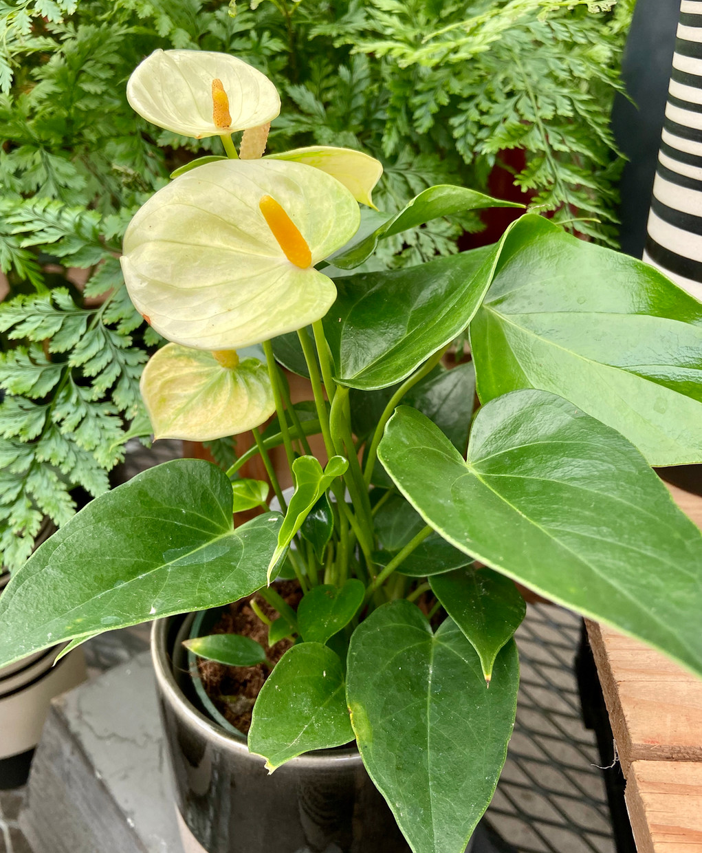 Yellow Anthurium House Plants