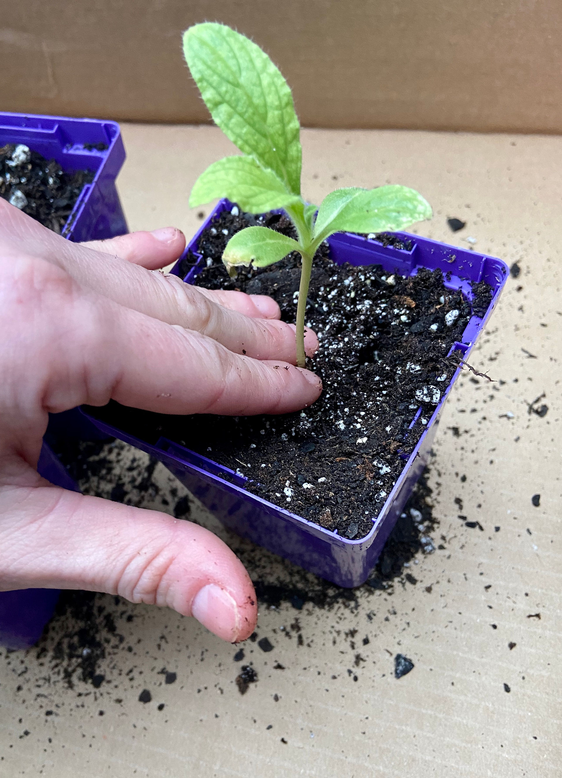 Firm Soil Around Plant