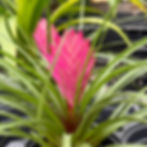 Bromeliad