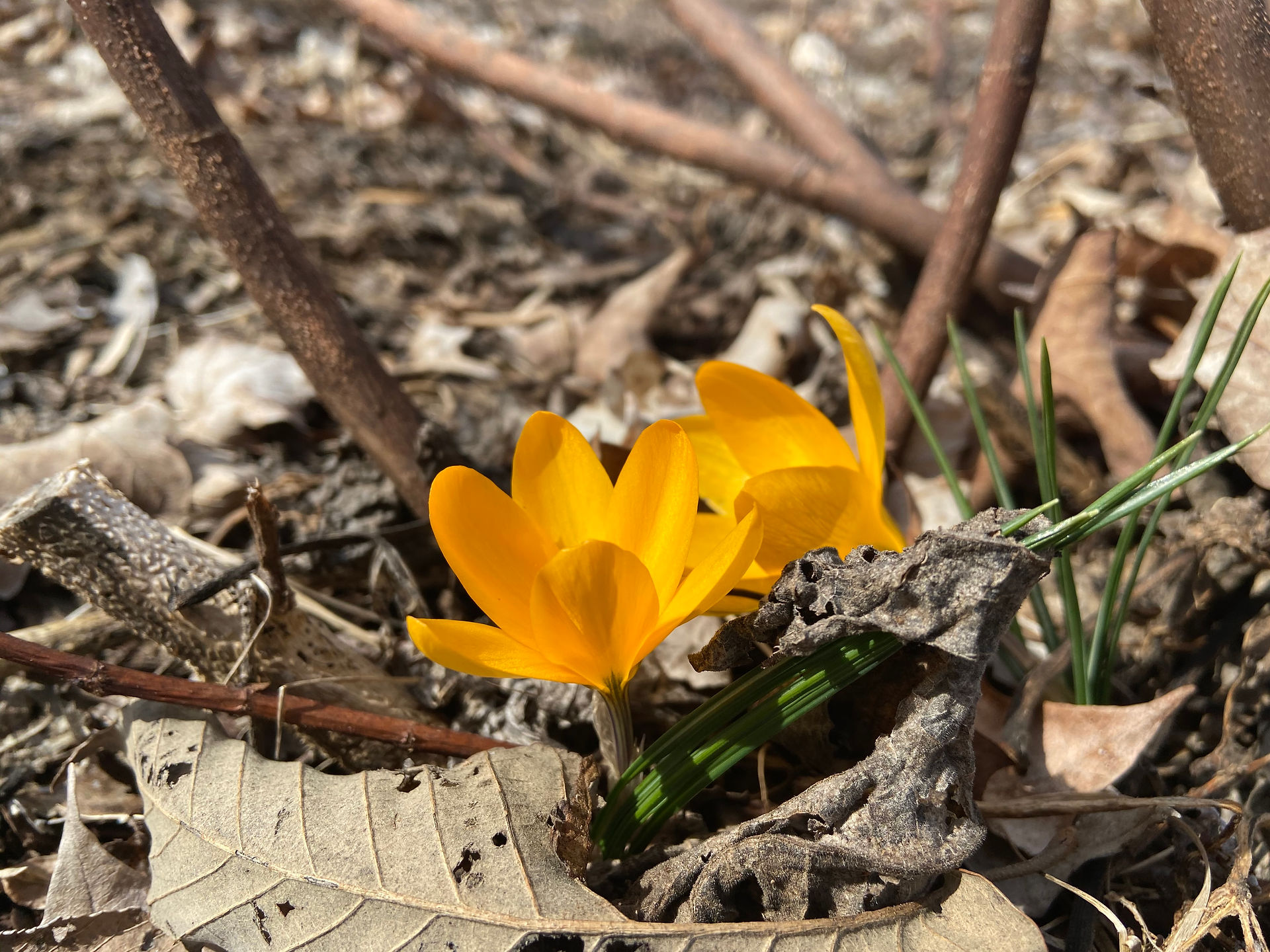Early Blooming Crocus
