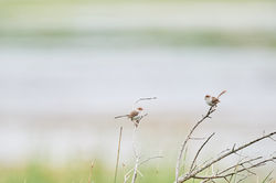 Australie2017_day8_D5S3713