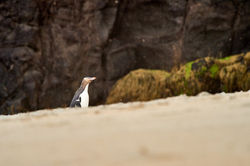 Day4_NewZeland2016_4SA9315