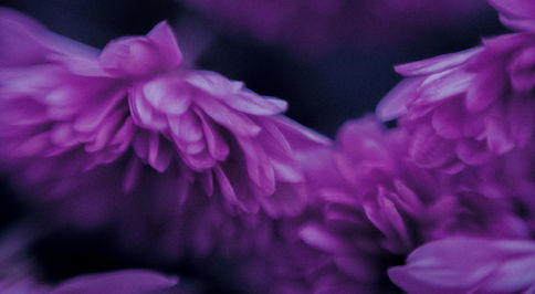Macro-37.jpg