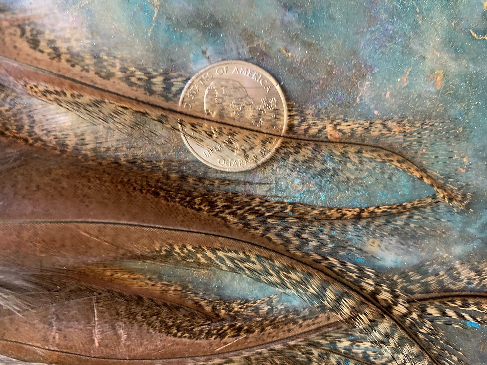 Thumbnail: Coq de Leon Medium Pardo Rooster Craft Feathers Fly Tying Saddle x 13