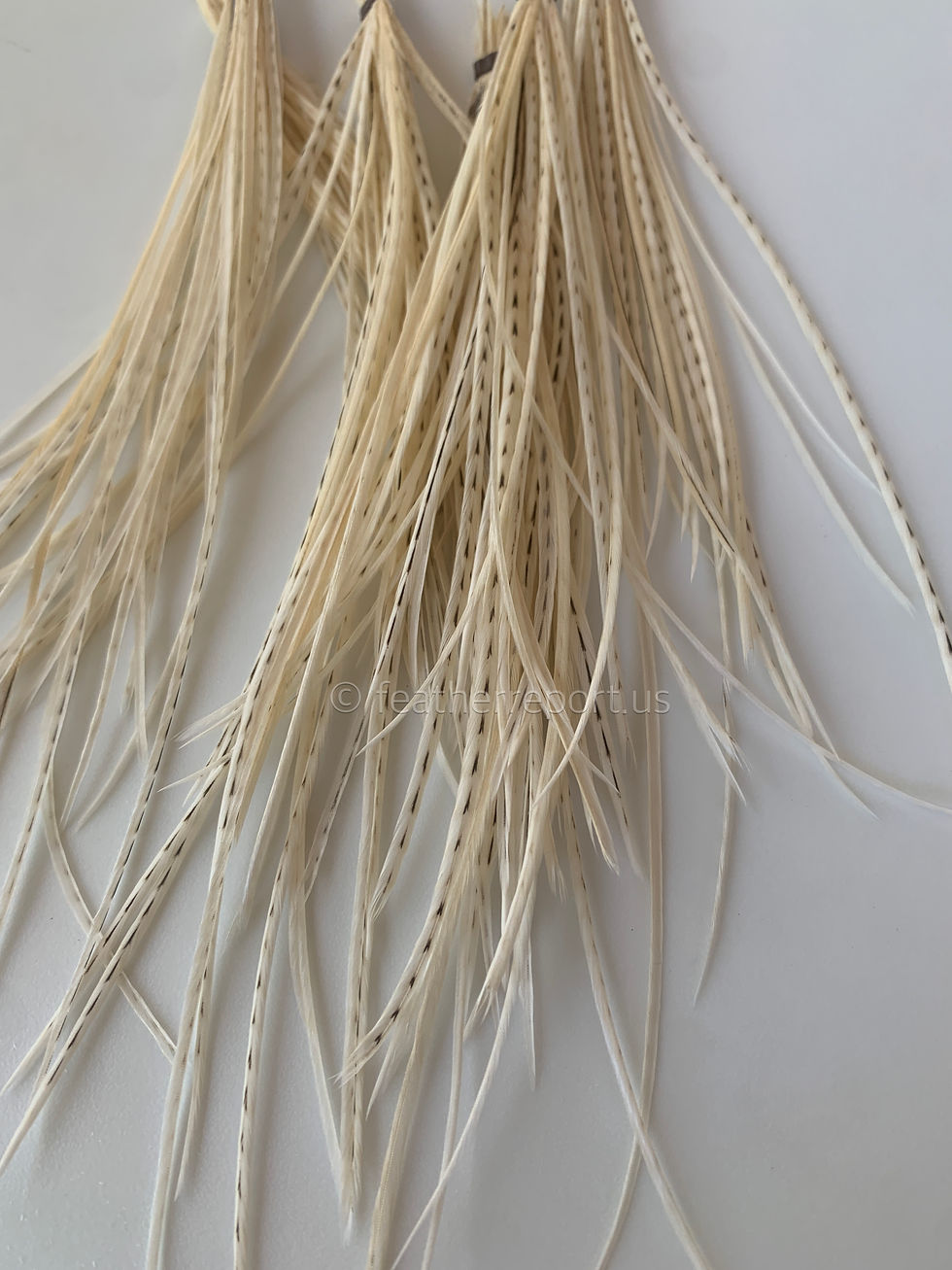 20 Thin Creme Rooster Hackle Feathers with Small Black Lines 20 per pack 4-7”