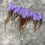 Thumbnail: Poppy purple rooster feathers bulk Craft supplies 