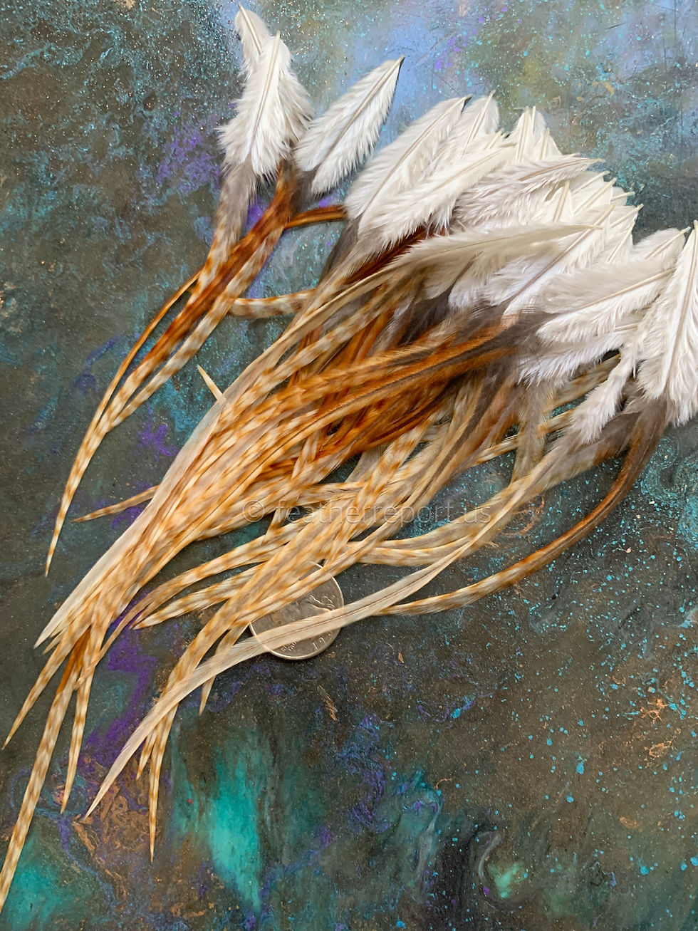 Light barred ginger rooster saddle natural feathers