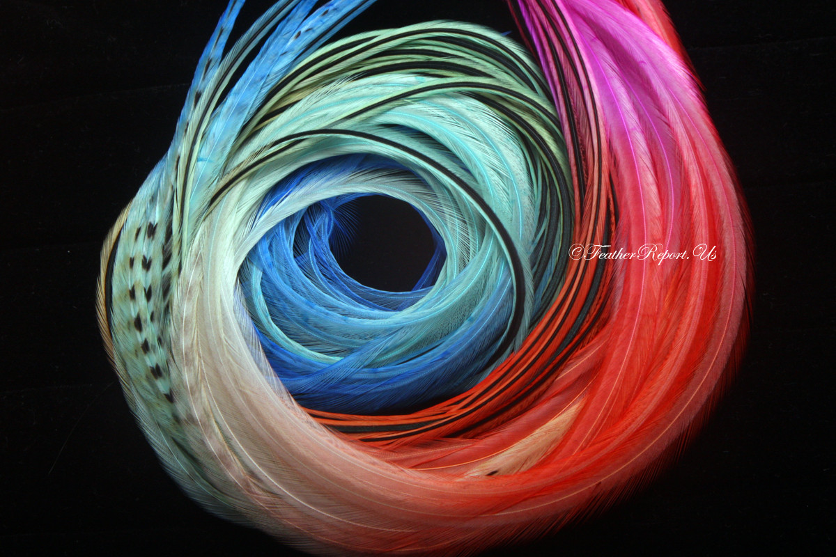 Bulk Hair Feathers Salon Packs Featherreport 2/2