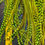 Thumbnail: Fl Olive Green Grizzly Variant 1Dollar Hair or Craft Feathers