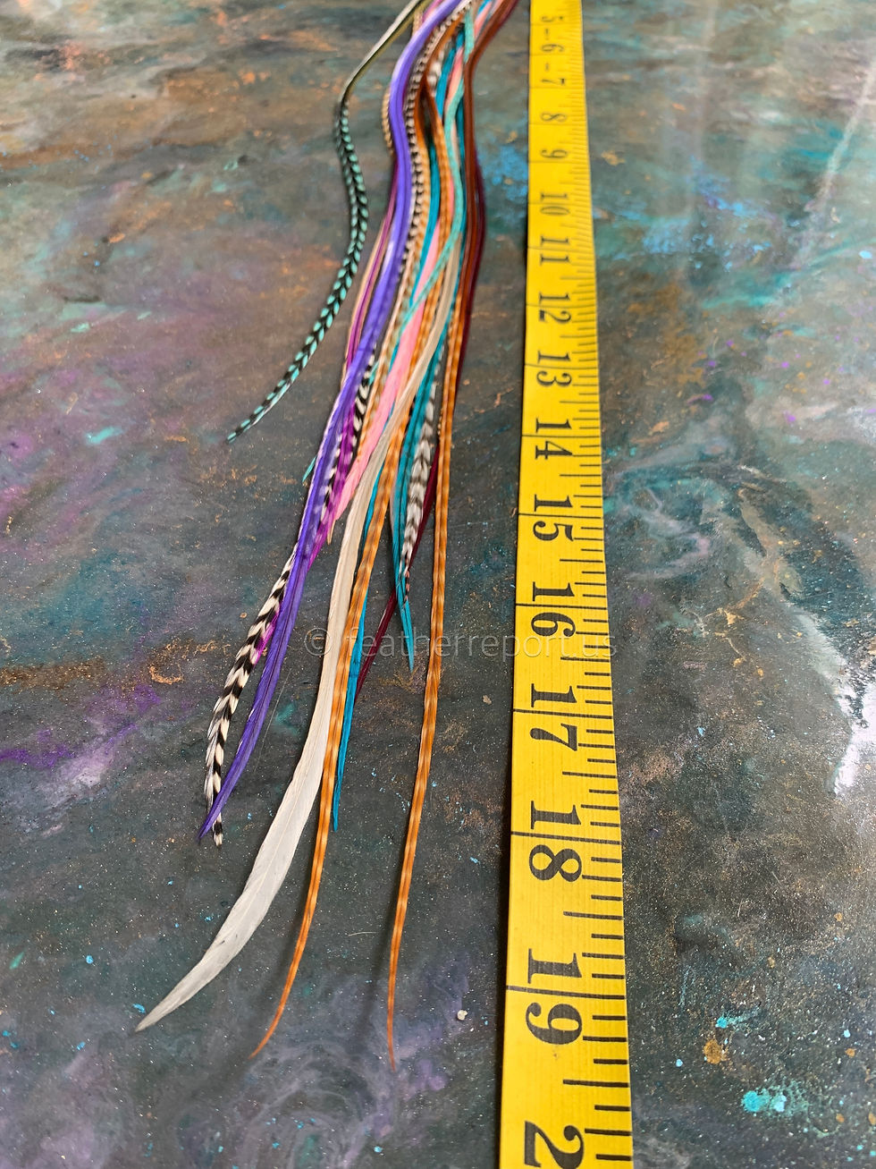 Thumbnail: Barred Ginger Grizzly Teal Purple Natural Feather Extensions Hair Feathers XXL