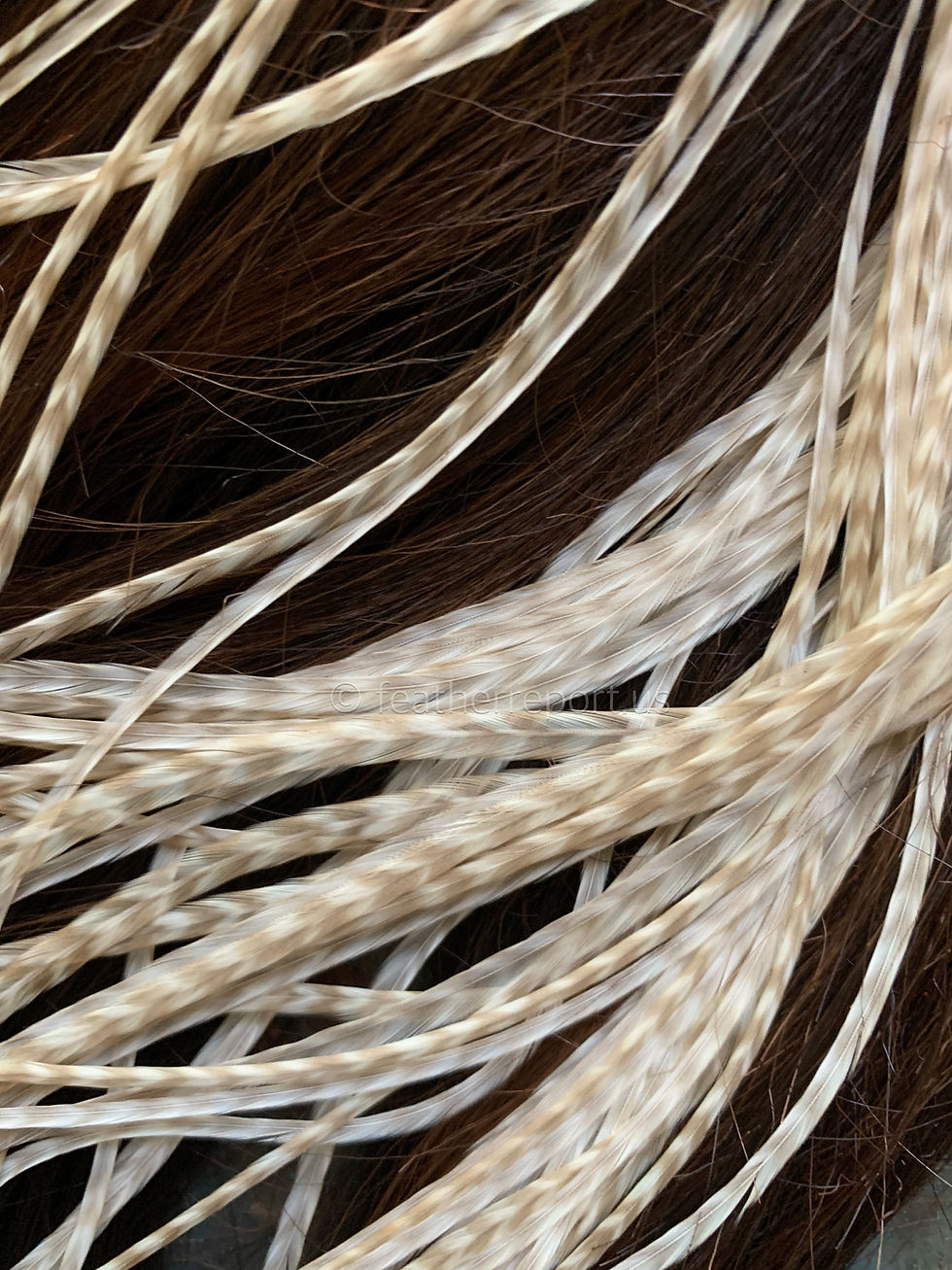 Gray Grizzly Creme Rooster Hair Feather Extensions