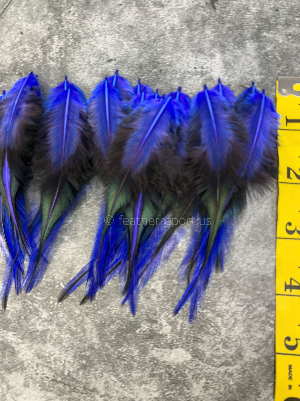 Thumbnail: Blueish purple laced rooster saddle feathers