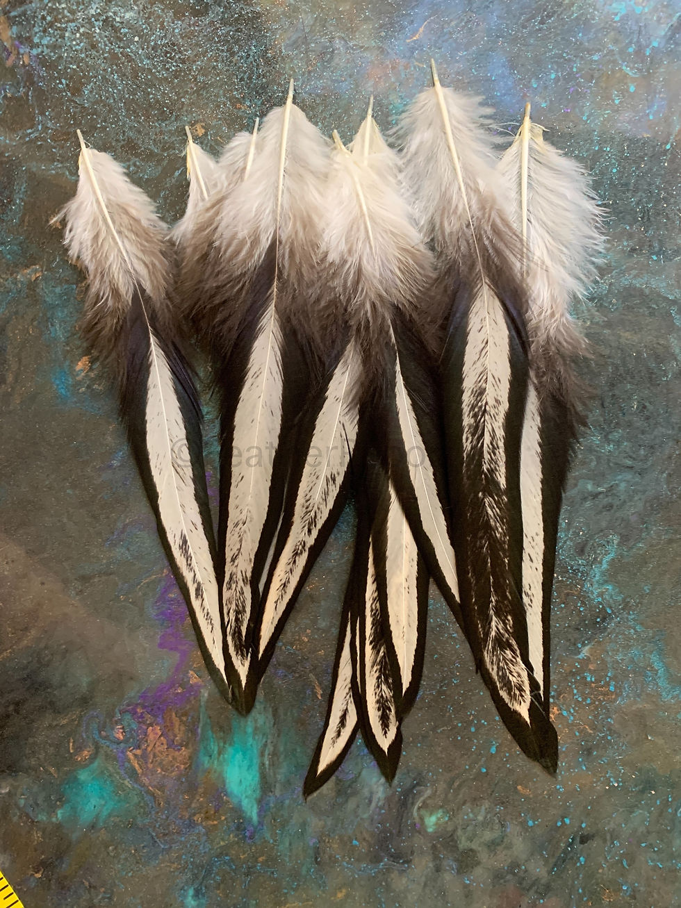 Rare rooster craft feathers for crafts laced black large size