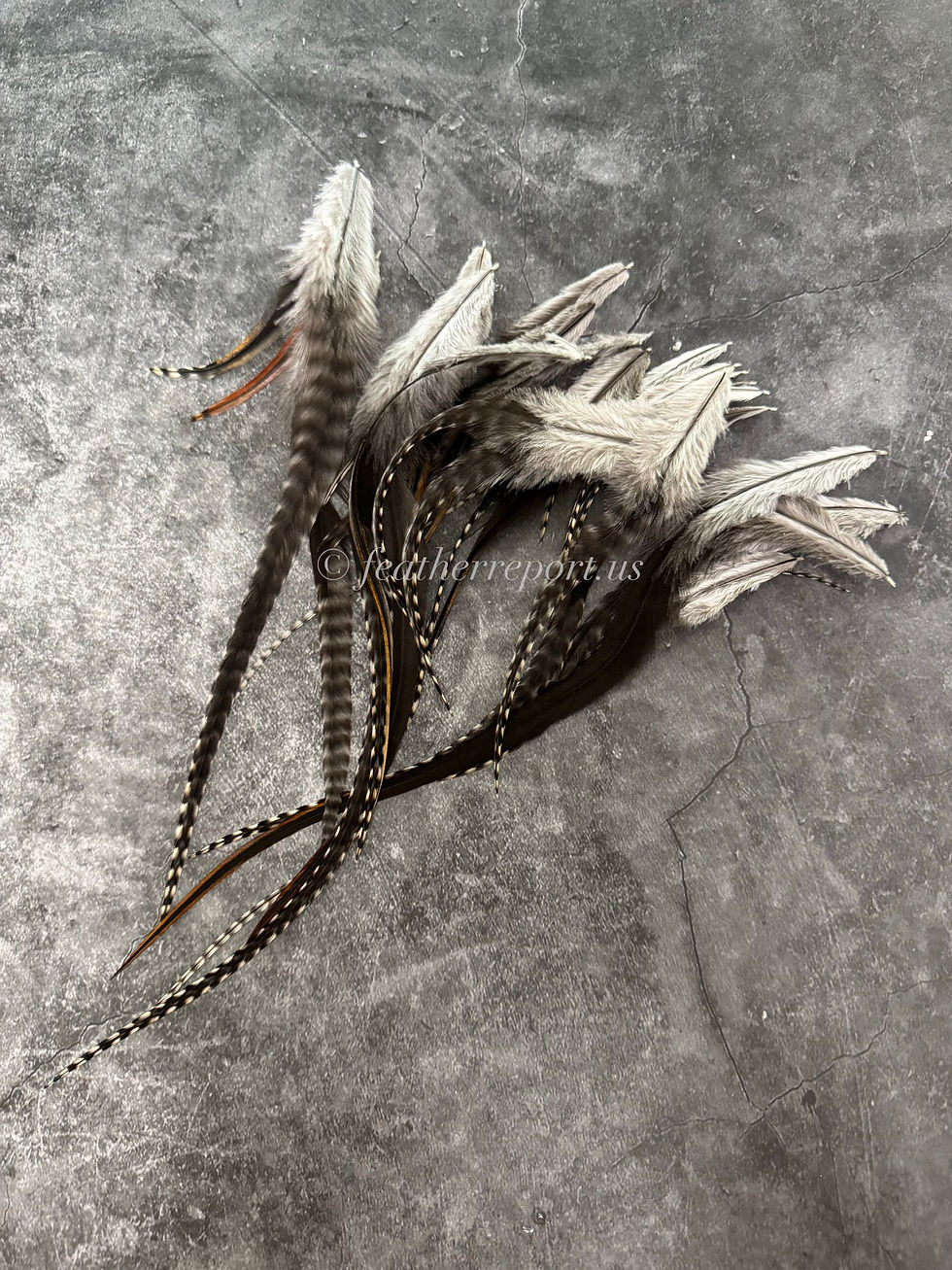 Natural feathers grizzly variant black white bulk craft supplies