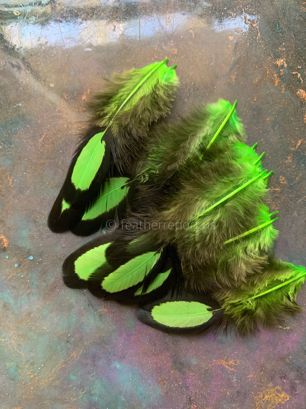 Thumbnail: Neon Green Laced Hen Saddle Feathers for Crafts Small Pack of 13