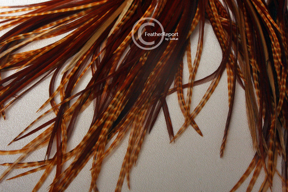Thumbnail: Dark Barred Ginger Feather Hair Extensions Wholesale Hair Feathers 10Pack