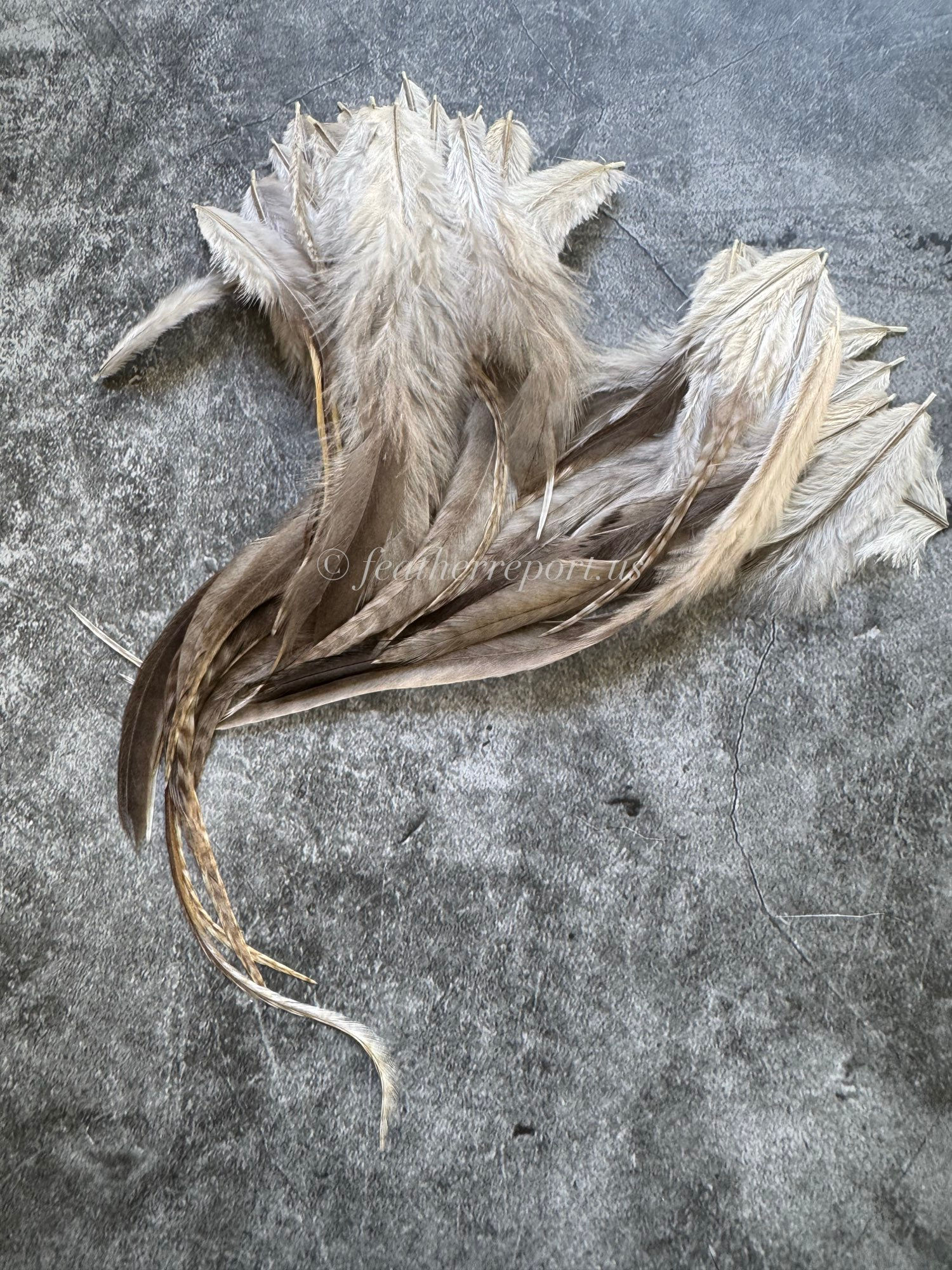 Light Gray Variant Rooster Saddles Natural Feathers 32