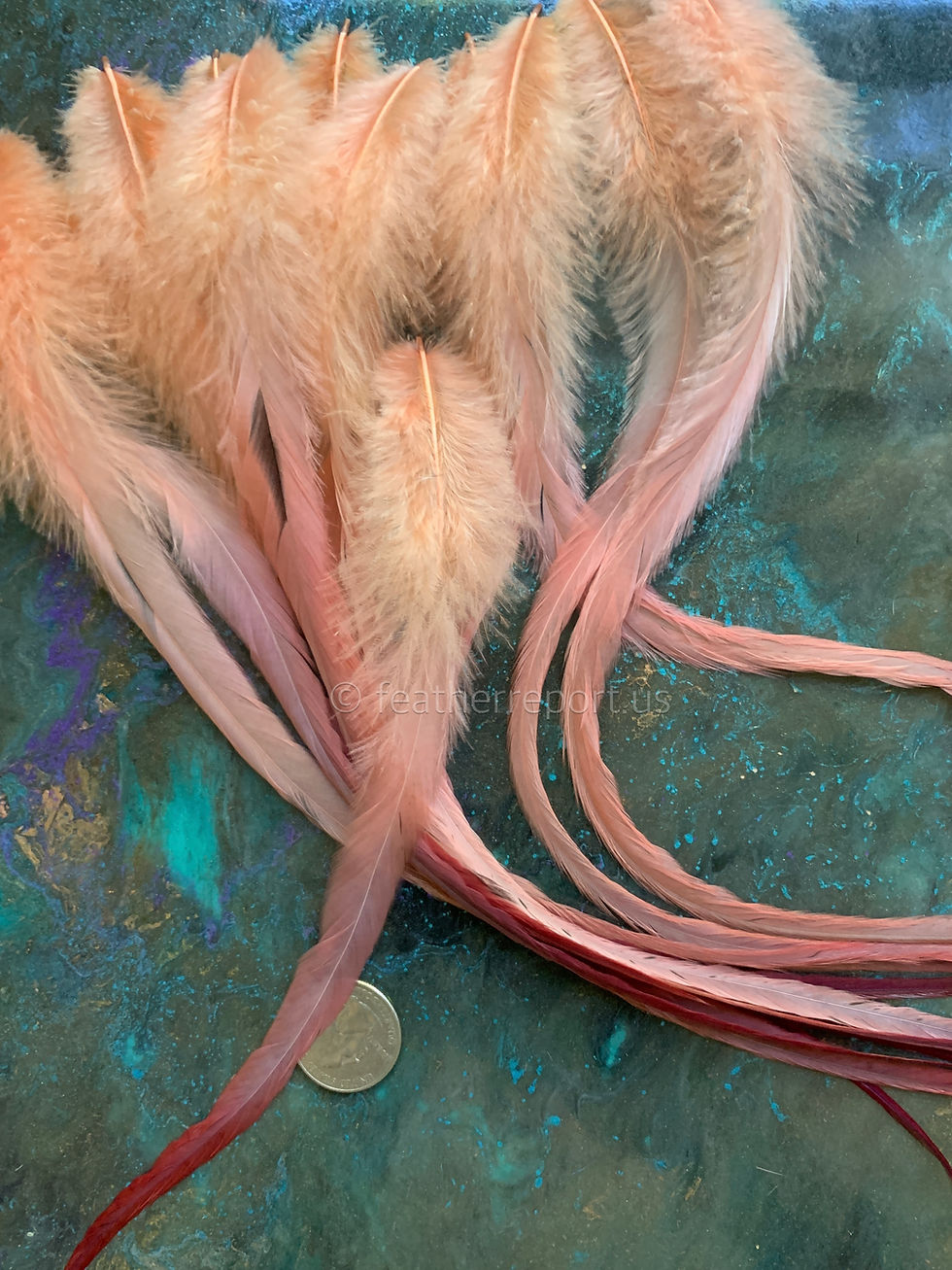 Thumbnail: Peach Cranberry Fades Long Fluffy Rooster Feathers for Horses