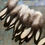 Thumbnail: White Laced Black Natural Hen Saddle Feathers Craft Supplies