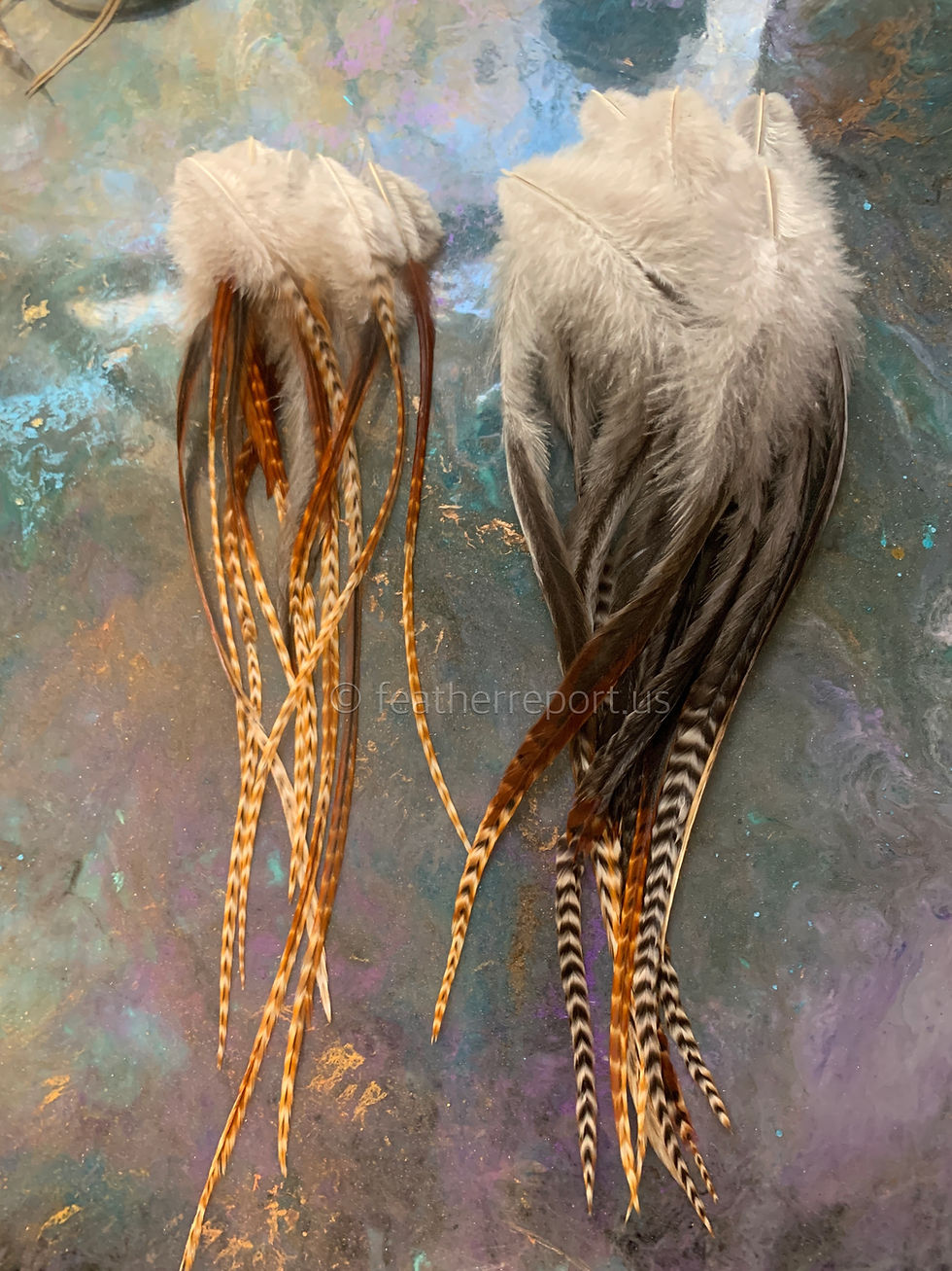 Thumbnail: Long Barred Ginger Rooster Saddle Feathers 7-13inches pack of 25