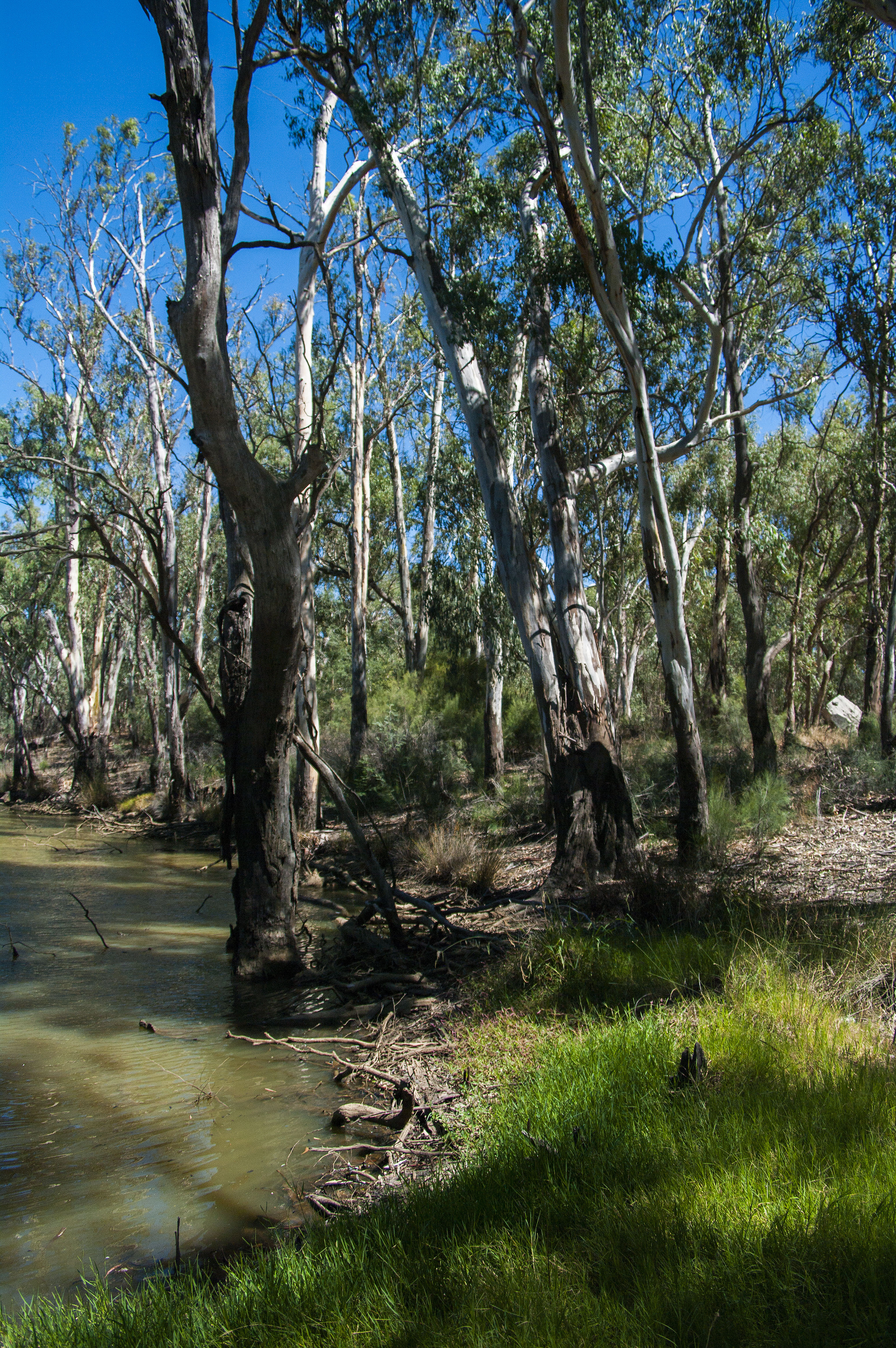 Murray River - Echuca Victoria.