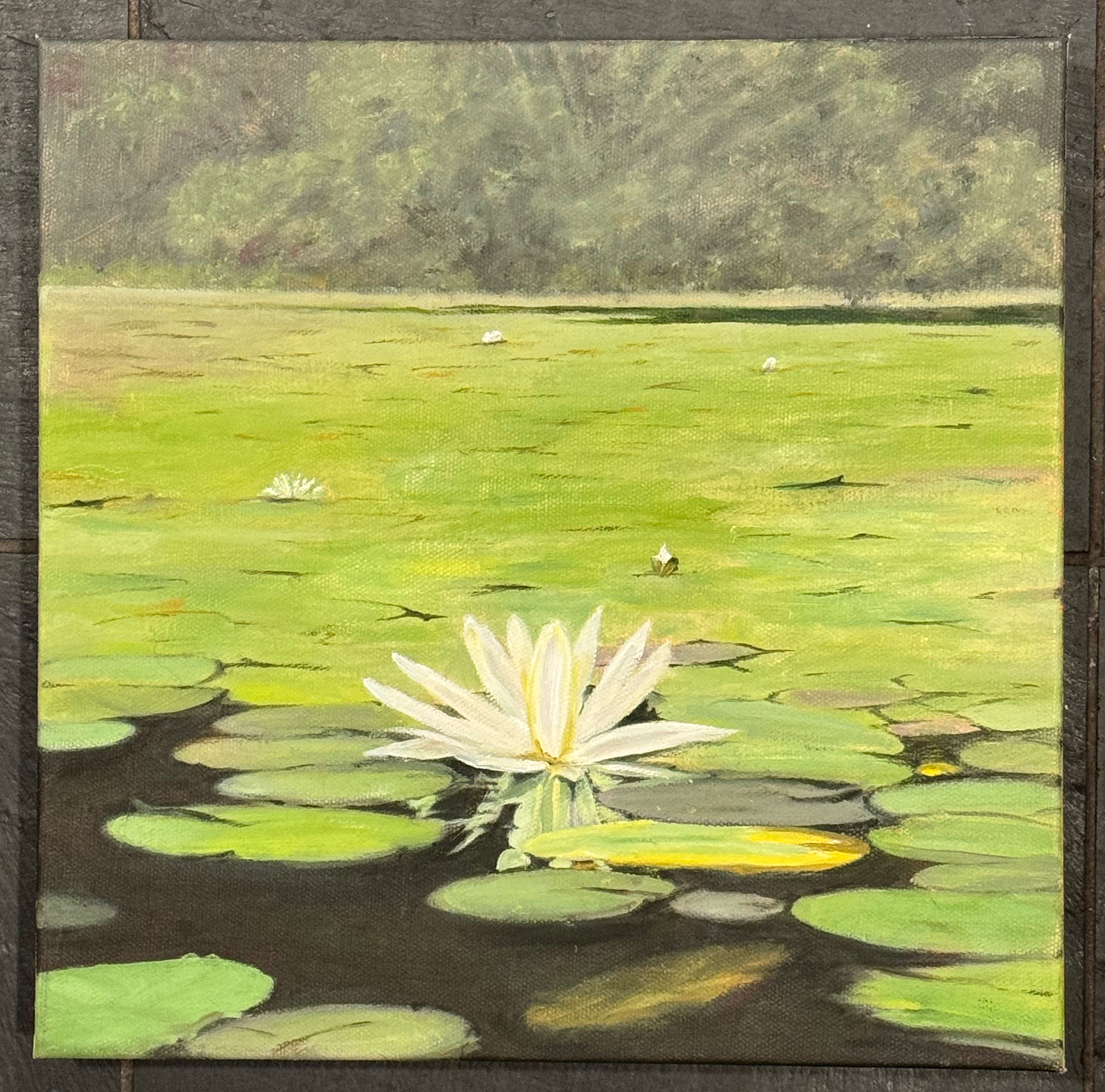 Lily Pond