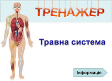                        Тренажер «Травна система людини»