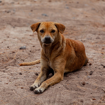Stray dog