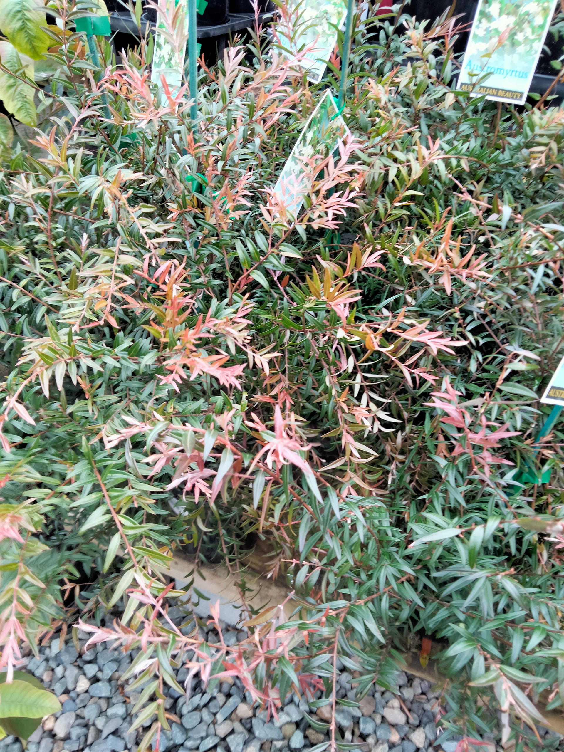 Midyim Berry or also known as Midyim Berry (Austromyrtus dulcis) from Greenbourne Nursery in Wauchope as featured in Brilliant-Online