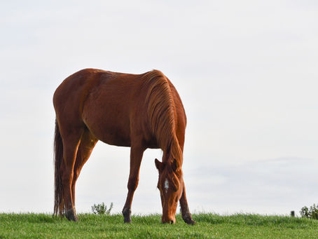 Héberger son cheval chez soi : Une vraie responsabilité