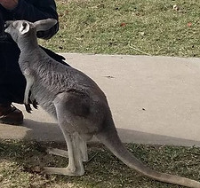 kangaroo in gentry Arkansas