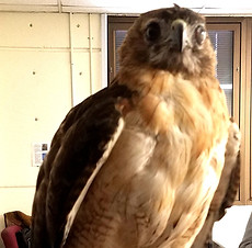 hawk brought to by Raptor Rehab to UALR