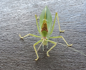 Katydid
