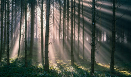 Ahnenarbeit, Wald im Nebel, Klarheit