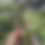 Thumbnail: Syngonium ‘Dark Purple’ exact plant 