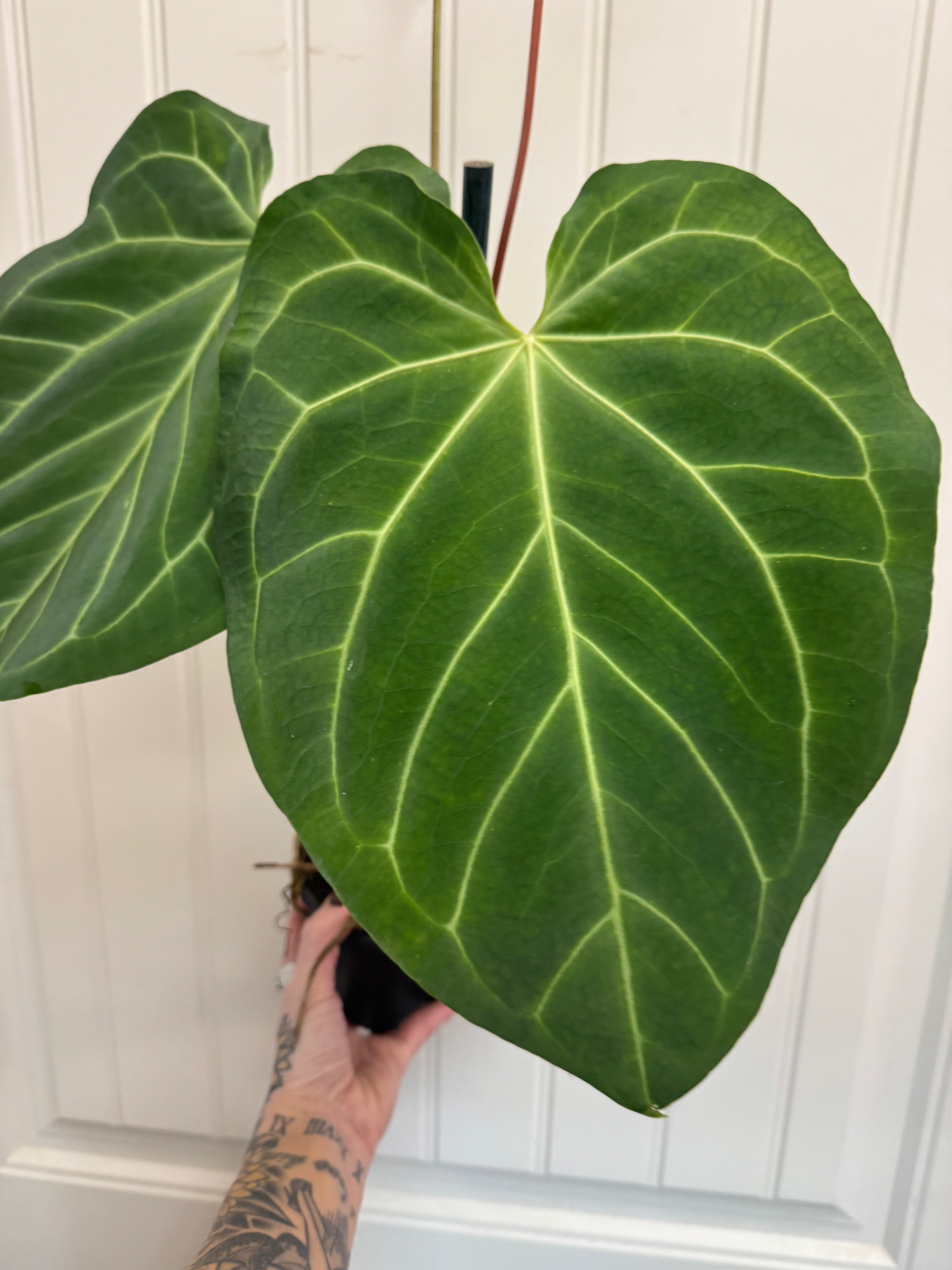 Anthurium Magnificum x (Hoffmannii x Dark Phoenix)