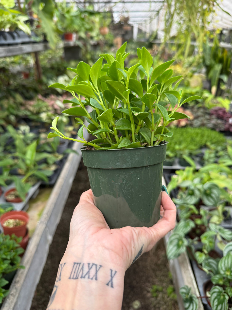 Thumbnail: 4” Peperomia Amigo Marcello 