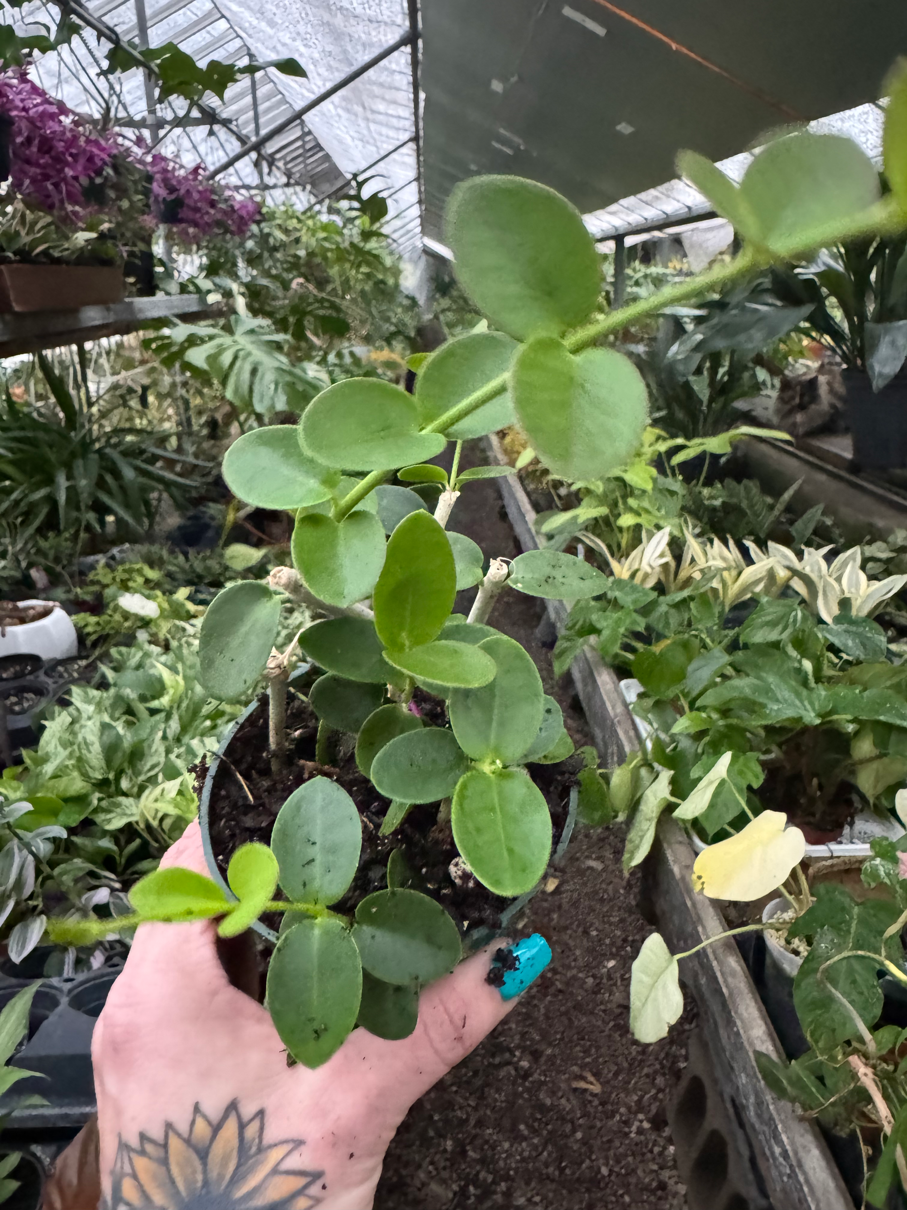 4” Hoya cumingiana 